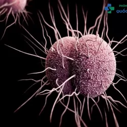 Giải đáp tất tần tật bệnh lậu là gì, nguyên nhân, triệu chứng và cách chữa