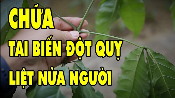 Cây thuốc nam chữa bệnh tai biến – Hi vọng mới cho người sau đột quỵ nếu dùng đúng cách