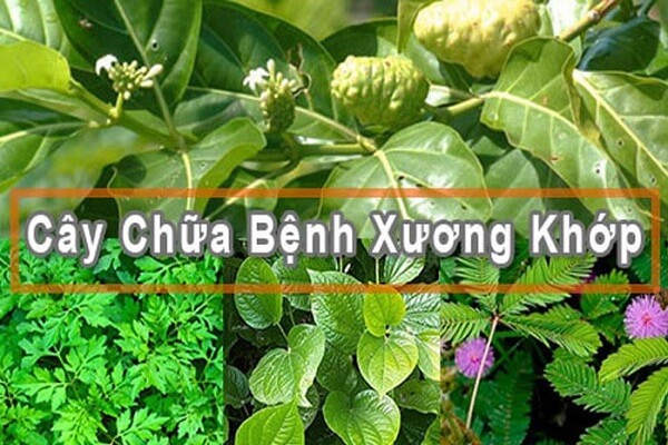 Bài thuốc nam chữa xương khớp: Bí quyết giảm đau âm ỉ mà ít người biết đến